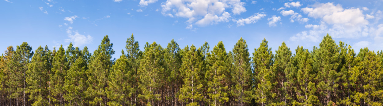 Sowing What You Reap: Replanting After a Timber Harvest