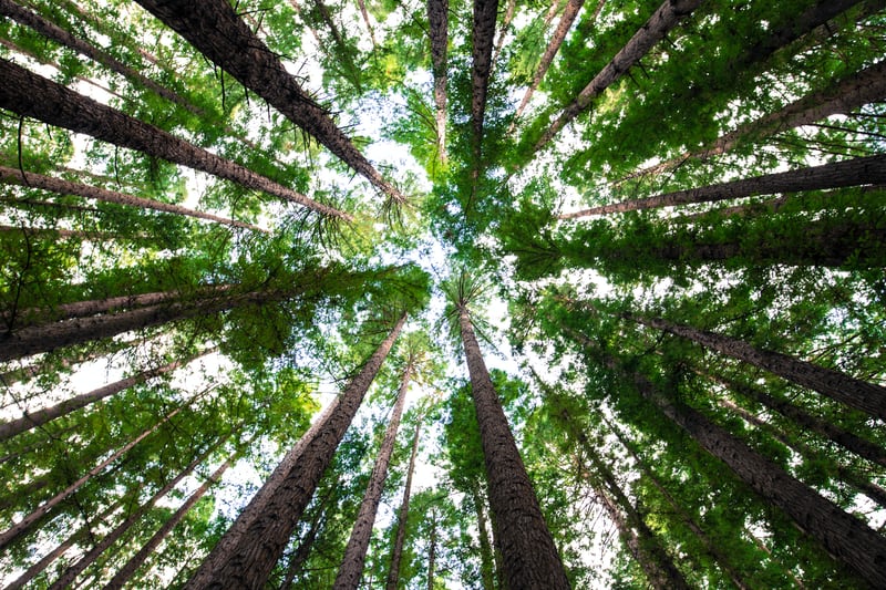 The Forest Industry Should Embrace the Climate Change Conversation
