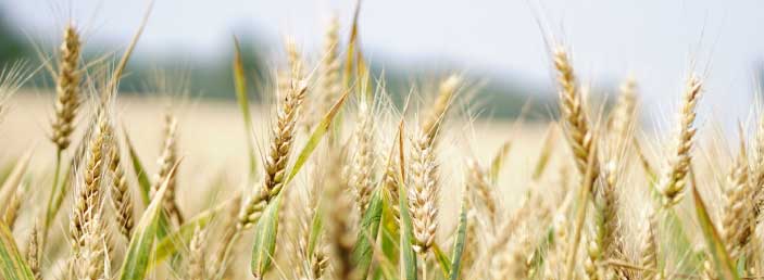 Funding Heats Up For Biotech Material Developers