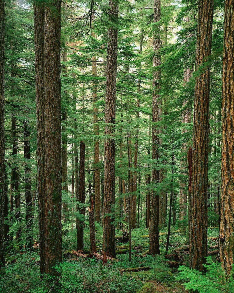 Example of a forest for harvesting woody biomass for feedstock to develop chemicals. 