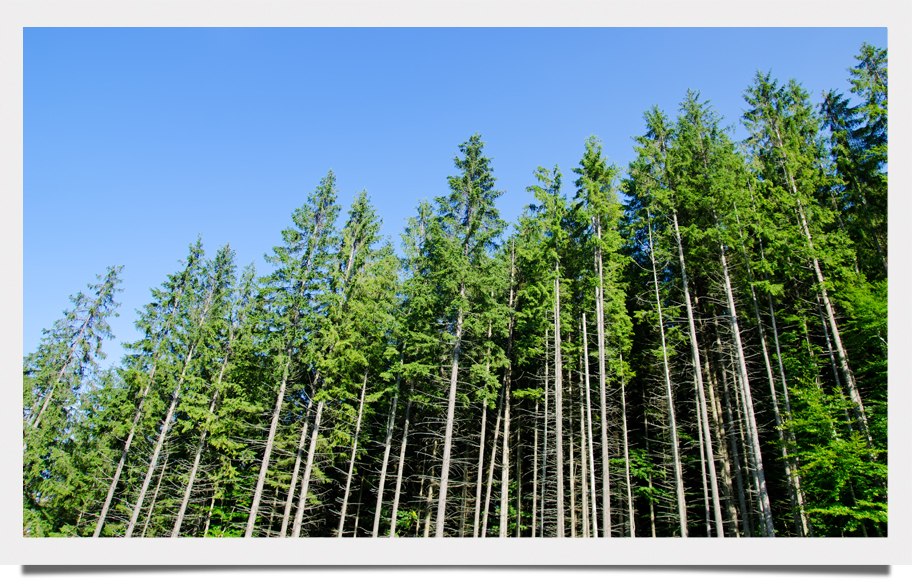 Forest line against a blue sky. 