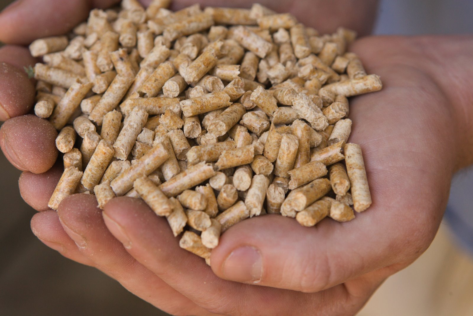 A pile of wood pellets held in a person's hands. Wood pellet prices continue to soar in Europe due to Russia's continuing war with Ukraine.